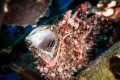   Beautiful frogfish opening mouth Satil Wreck Eilat Isrel  